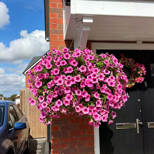 🔥Last Day 50% OFF🔥UV Resistant Artificial Petunias Flowers