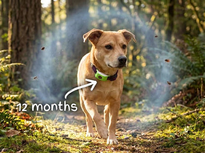 🐕12 Months Flea and Tick Free⏰